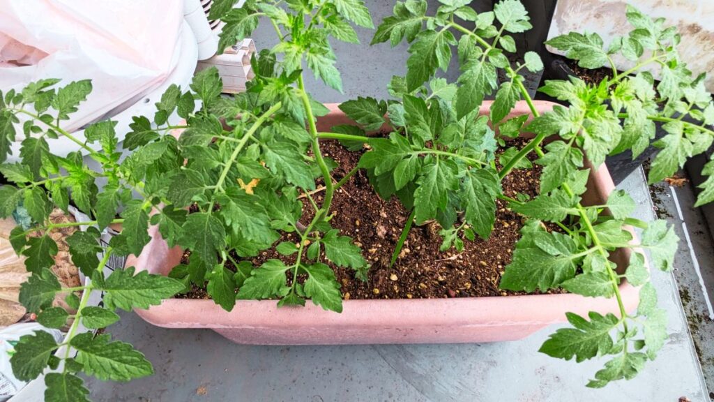 廃棄土から生えて来る逞しい植物たち