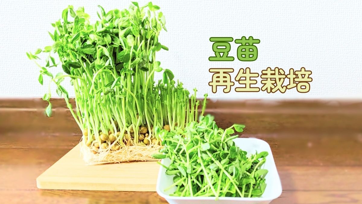 豆苗の再生栽培について