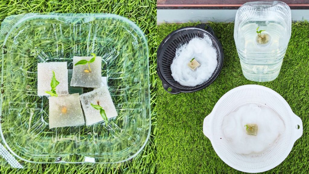 発芽した苗を移植