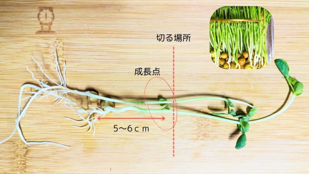 豆苗の成長点について