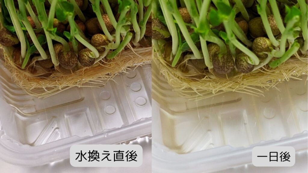水の濁り具合比較