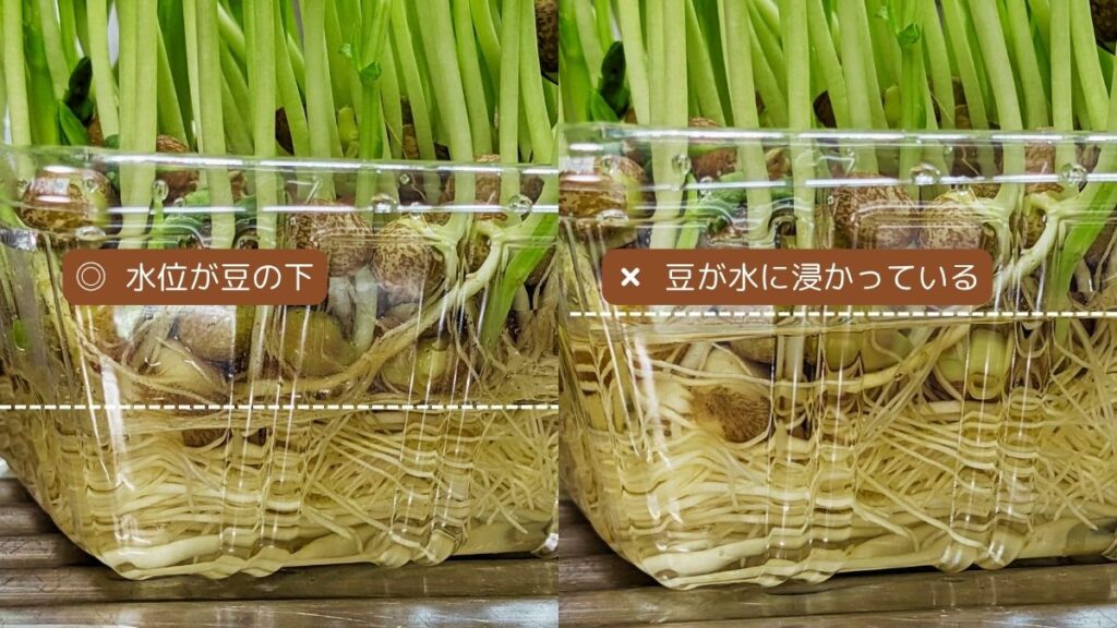 豆苗の水位