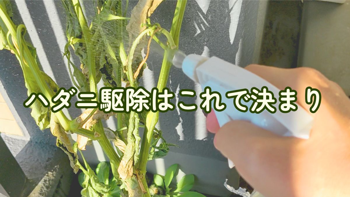 ハダニ駆除はこれで決まり！