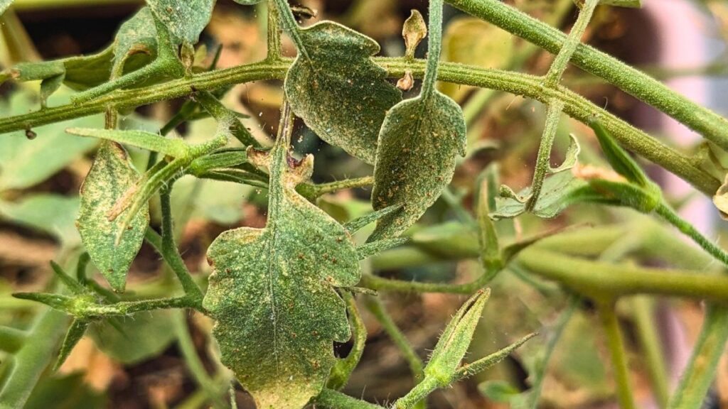 ハダニ被害のトマトの葉