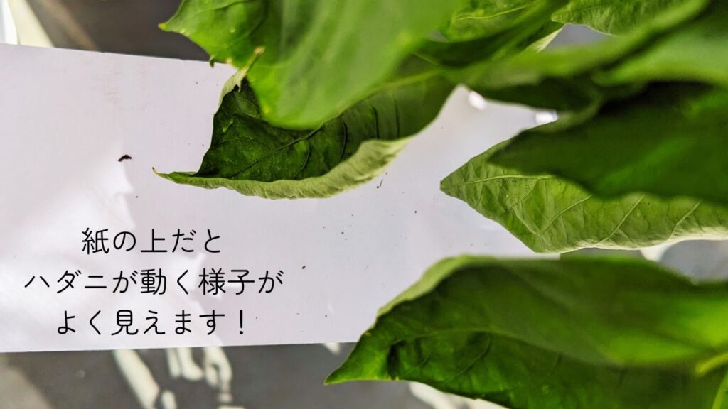 白い紙の上で葉を叩いた時の様子